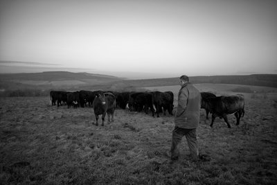 Goodwood Estate West Sussexissa, Iso-Britannia, 2019 (kuva) tekijältä Jon Nicholson