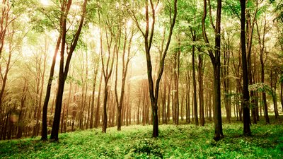 Goodwood Estate West Sussexissa, Iso-Britannia, 2020 (kuva) tekijältä Jon Nicholson