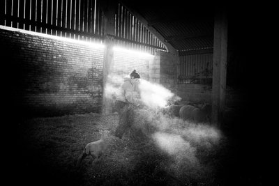 Goodwood Estate West Sussexissa, Iso-Britannia, 2020 (kuva) tekijältä Jon Nicholson