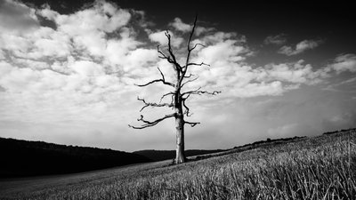 Goodwood Estate West Sussexissa, Iso-Britannia, 2020 (kuva) tekijältä Jon Nicholson