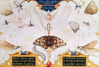 Diptyykki, jossa kukkia ja hyönteisiä, 1591 (taulussa marouflage & pergamentti) tekijältä Joris Hoefnagel