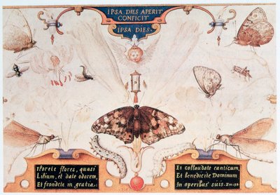 Diptyykki kukilla ja hyönteisillä, 1591. tekijältä Joris Hoefnagel