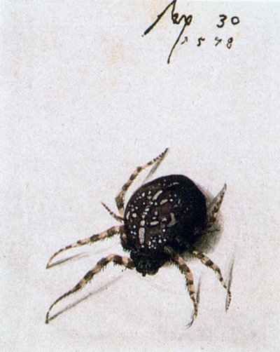 Naarashämähäkki, 1578 tekijältä Joris Hoefnagel