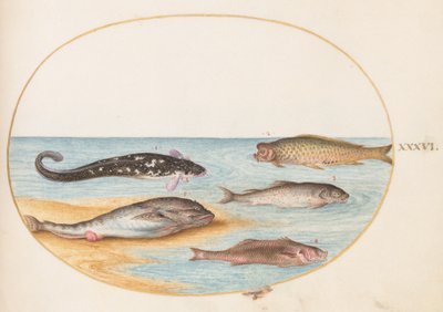 Kala, n. 1575-80 tekijältä Joris Hoefnagel