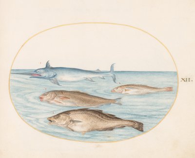 Kala, n. 1575-80 tekijältä Joris Hoefnagel