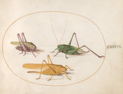 Heinäsirkka, n. 1575–1580 tekijältä Joris Hoefnagel