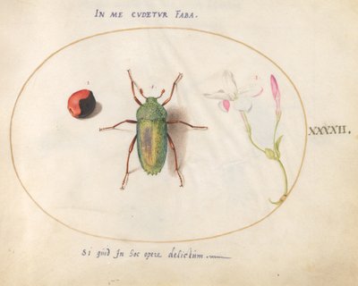 Hyönteinen, n. 1575-80 tekijältä Joris Hoefnagel