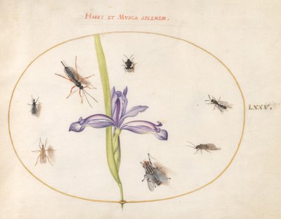 Hyönteiset, n. 1575-80 tekijältä Joris Hoefnagel