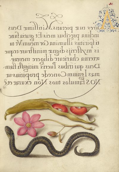 Kidney Bean, Poppy Anemone, ja Adder tekijältä Joris Hoefnagel