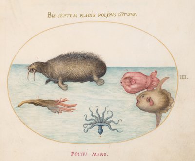 Meren olennot, n. 1575-1580 tekijältä Joris Hoefnagel