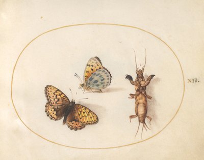 Levy 12: Kaksi näkymää perhosesta (hopeareunainen fritillary?) ja myyräsirkka tekijältä Joris Hoefnagel