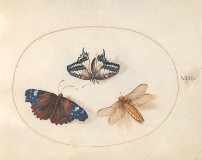 Kilpi 13: Keltainen swallowtail ja punainen amiraaliperhoset sudenkorenton kanssa (leveärunkoinen jahtaaja?) tekijältä Joris Hoefnagel