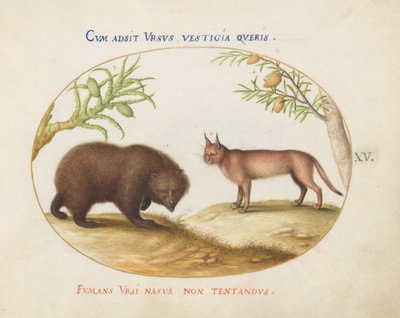 Levy 15: Karhu ja ilves(?) tekijältä Joris Hoefnagel