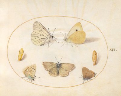 Levy 16: Mustasuoniset valkoiset, pilvisen keltaiset, mustat hiusrauta(?) ja geranium Argus(?) perhoset kahdella krysalidilla tekijältä Joris Hoefnagel