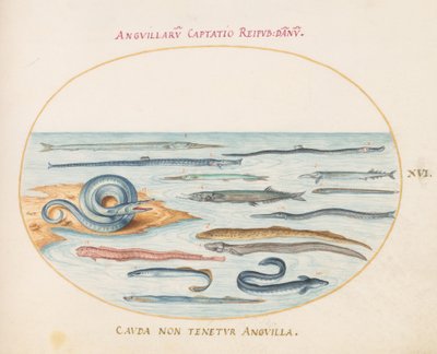 Levy 16: Ankeriaat, Pipefish ja Needlefish tekijältä Joris Hoefnagel