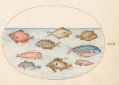 Làmina 18: peix senglar, peix navalla, peix mantega, un John Dory i altres peixos finlandesos tekijältä Joris Hoefnagel