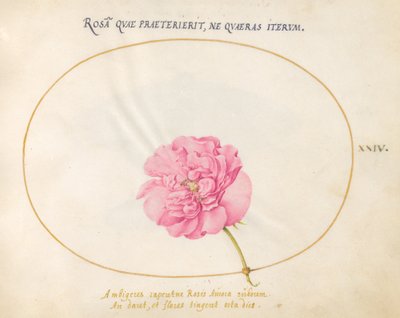 Levy 24: Pink Rose tekijältä Joris Hoefnagel
