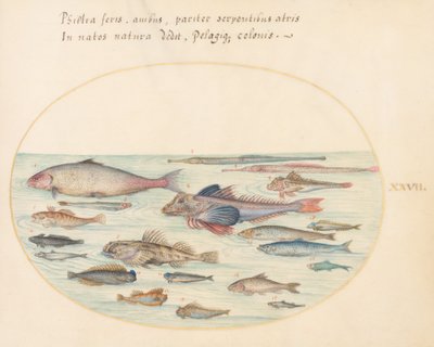 Levy 27: Blennies, Scorpion Fish ja muut kalat tekijältä Joris Hoefnagel