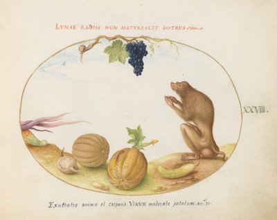 Levy 28: "Tartarine" (Barbary Macaque?), jossa on hedelmää ja etana tekijältä Joris Hoefnagel