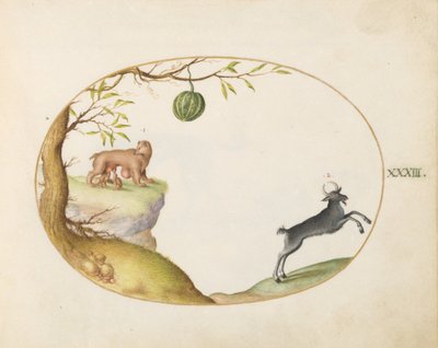 Levy 33: "Simivulpa" (Opossum?) ja Ibex tekijältä Joris Hoefnagel