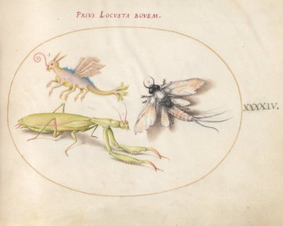 Levy 44: Mantis ja Mayfly kuvitteellisella hyönteisellä tekijältä Joris Hoefnagel