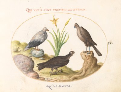 Levy 4: Egyptiläinen korppikotka, pohjoinen haukka (?) ja "Aquila Heteropode" (lyhytkärkinen kotka?) tekijältä Joris Hoefnagel