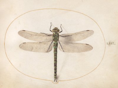 Levy 53: Southern Hawker Dragonfly tekijältä Joris Hoefnagel