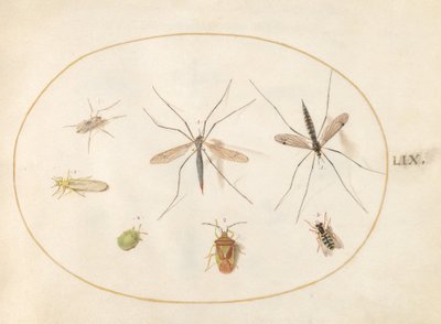 Levy 59: Seitsemän hyönteistä, mukaan lukien Hawthorn Shield Bug, kurkkukärpäset ja hoverfly tekijältä Joris Hoefnagel