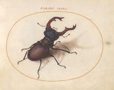 Levy 5: Statag Beetle tekijältä Joris Hoefnagel
