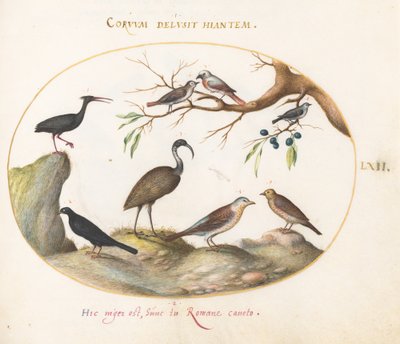 Levy 62: Northern Bald Ibis ja Glossy Ibis muiden lintujen kanssa tekijältä Joris Hoefnagel