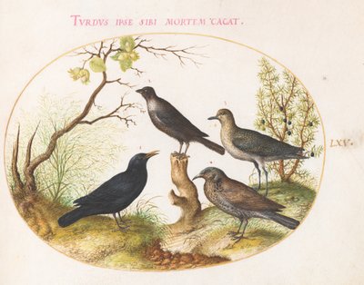 Levy 65: Blackbird, Starling(?) ja muut linnut tekijältä Joris Hoefnagel
