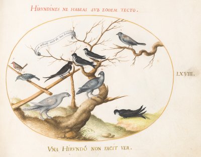 Levy 68: Ptarmigan, pääskyset ja muut linnut tekijältä Joris Hoefnagel