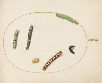 Levy 68: Lehtinen Spurge Hawkmoth Caterpillar, Mullein Moth Caterpillar ja muut toukat tekijältä Joris Hoefnagel