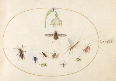 Levy 77: Hummingbird Hawk Moth, jossa on valkoinen kukka, sinisiä ja vihreitä kärsäkärsoja ja muita hyönteisiä tekijältä Joris Hoefnagel