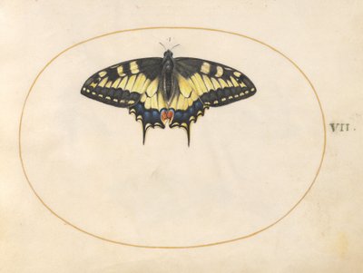 Levy 7: Swallowtail Butterfly tekijältä Joris Hoefnagel
