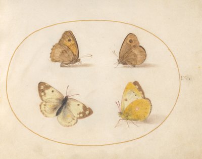 Levy 9: Meadow Brown, Gatekeeper, Clouded Yellow ja Bath White Butterflies tekijältä Joris Hoefnagel