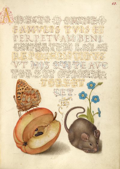 Espanjan kuningatar Fritillary, Apple, Mouse ja Creeping Forget-Me-Not (unohdan-ei) tekijältä Joris Hoefnagel