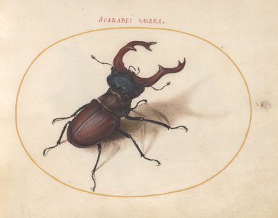 Scarab kovakuoriainen, n. 1575-80 tekijältä Joris Hoefnagel