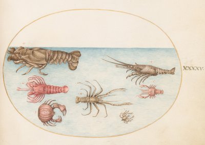 Simpukat, n. 1575-80 tekijältä Joris Hoefnagel