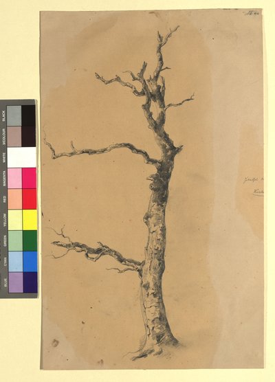 Studie eines kahlen Baumes tekijältä Josef Kriehuber
