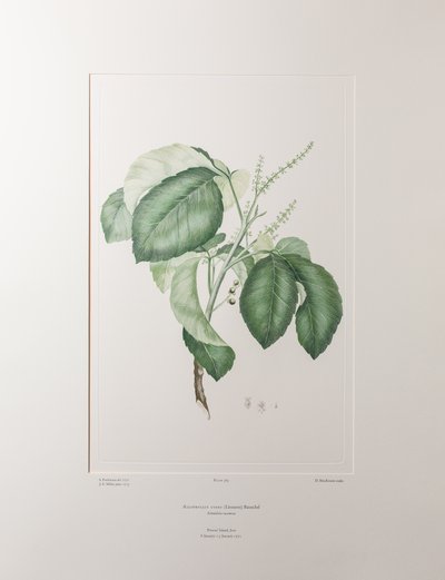 Allophyllus cobbe (Sapindaceae) - Levy 365, Banks