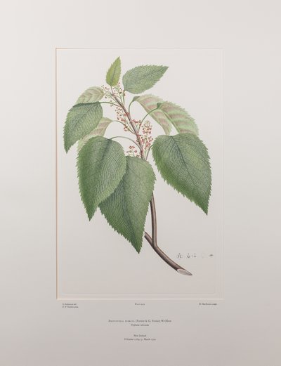 Aristotelia serrata (Elaeocarpaceae) - Levy 419, Banks