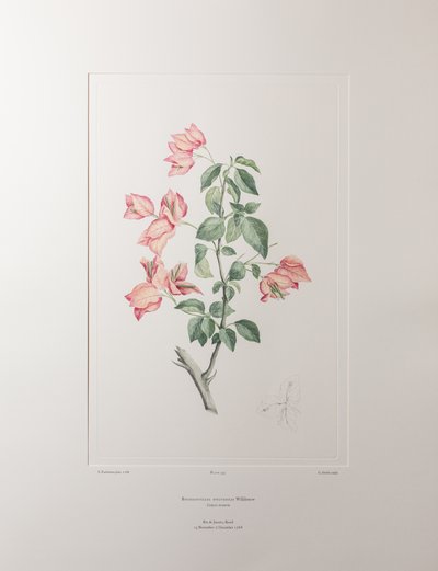 Bouganvillea spectabilis (Nyctaginaceae) - Levy 355, Banks