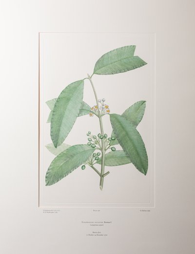 Calophyllum soulattri (Guttiferae) - Levy 362, Banks