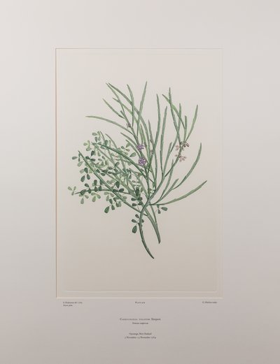 Carmichaelia solandri (Leguminosae) - Levy 429, Banks