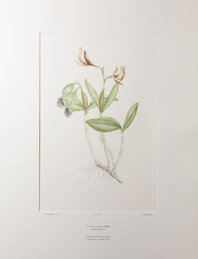 Cattleya forbesii (Orchidaceae) - Levy 358, Banks