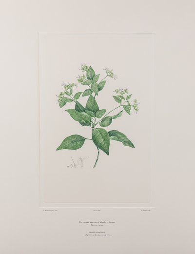 Dicliptera bracteata (Acanthaceae) - Levy 636, Banks
