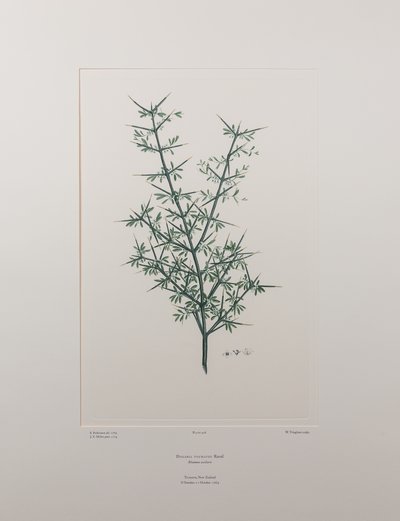 Discaria toumatou (Rhamnaceae) - Levy 426, Banks