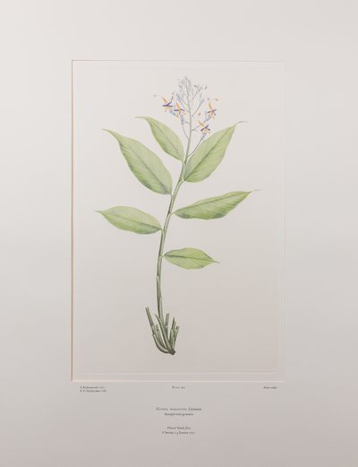Globba marantina (Zingiberaceae) - Levy 390, Banks