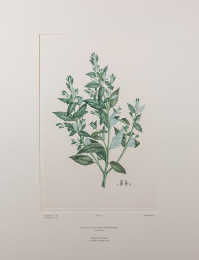 Haloragis erecta (Haloragidaceae) - Levy 439, Banks